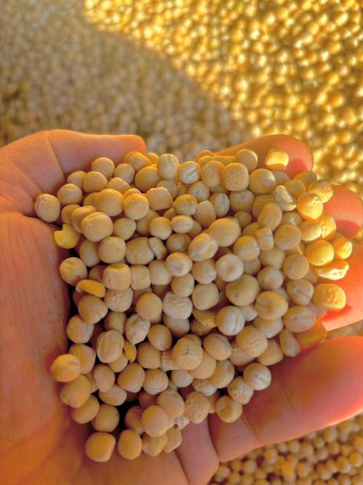 Groch czysty zbiór 2025