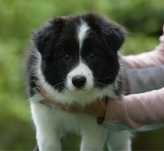Border Collie przebadany szczeniak z super rodowodem, krycie zagranicz