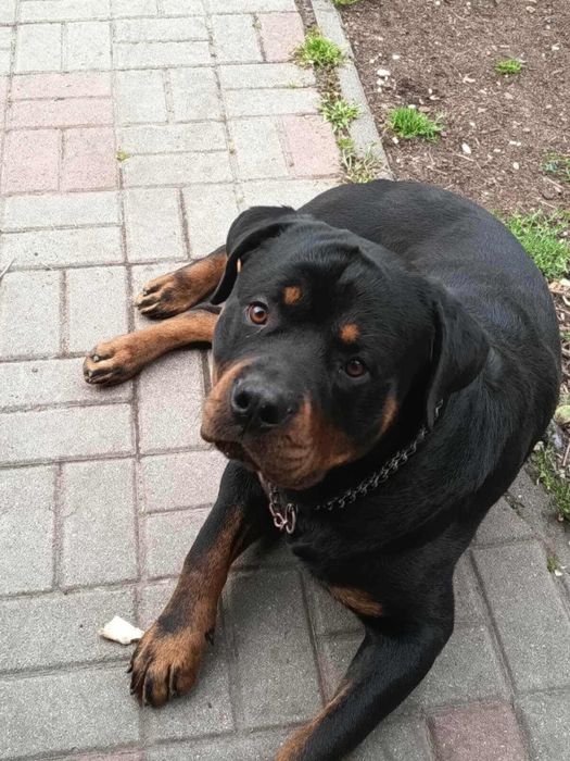 Rotweiller samiec krycie