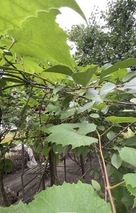 Ділянка 12,5 сот. м. Обухів, ж-м Лукавиця.