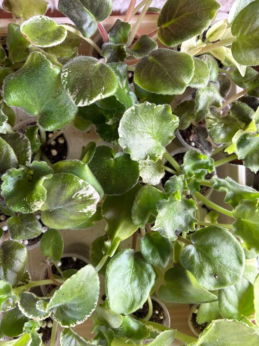 Oferuję sadzonki fiołka afrykańskiego dużo przepięknych odmian