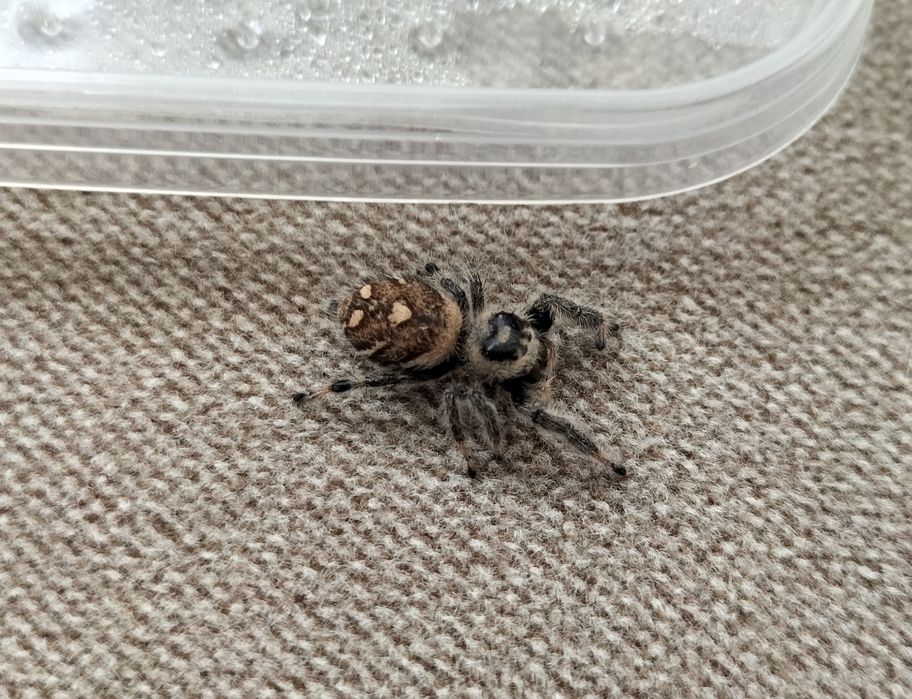 Dorosła samica skakuna królewskiego