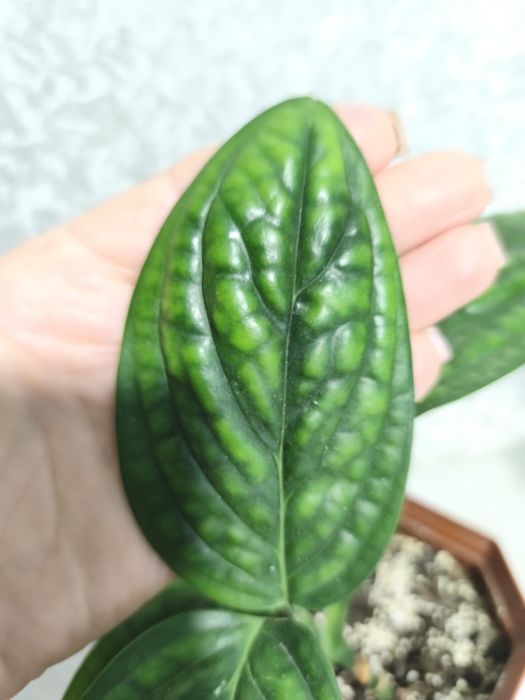 Епіпремнум марбл планет