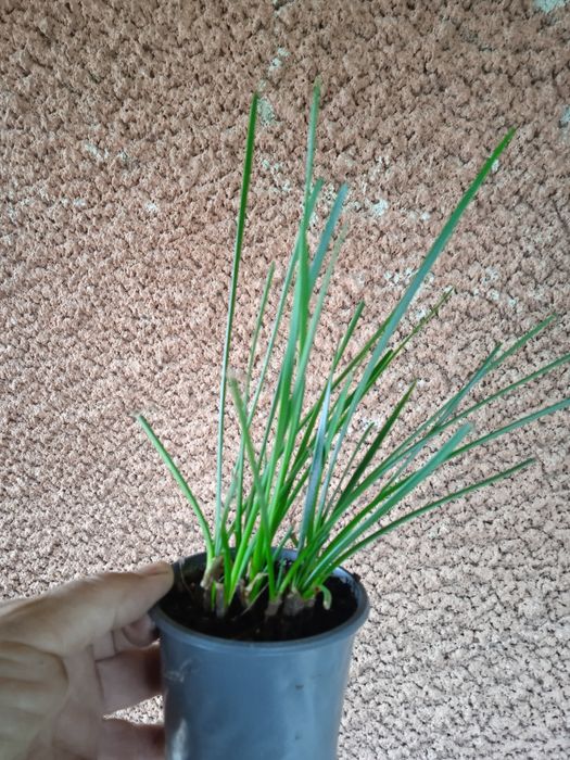 Кімнатні рослини