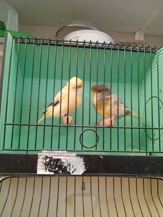 Canarios gloster 2025