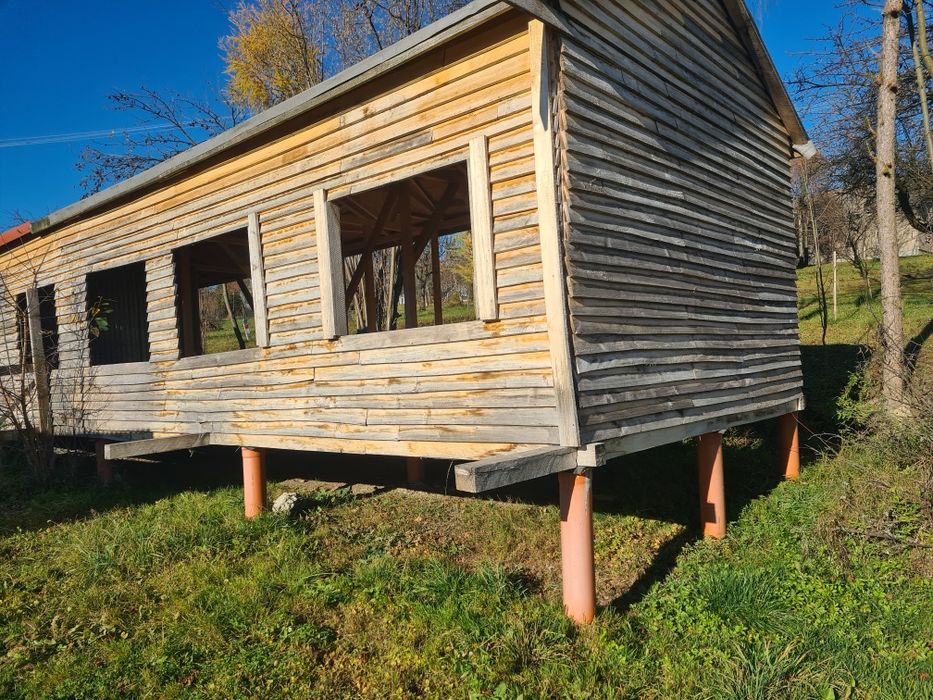 Gołebnik w stanie surowym