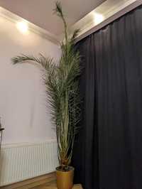 Фінікова пальма вазон 15р 2.80м-3м фінік кімнатна рослина
