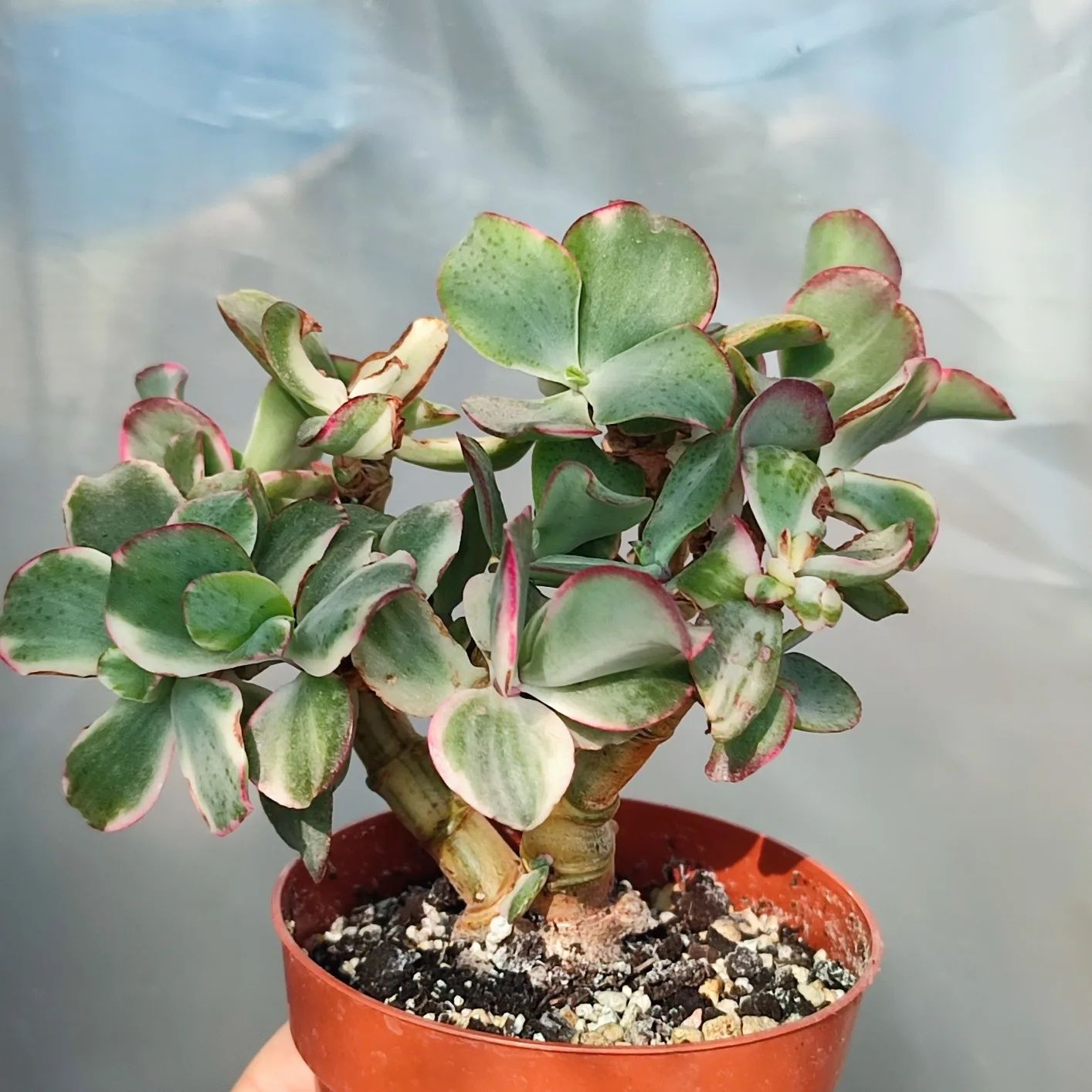 Crassula Curly Green variegata крассула курлі Грін варієгатна красула