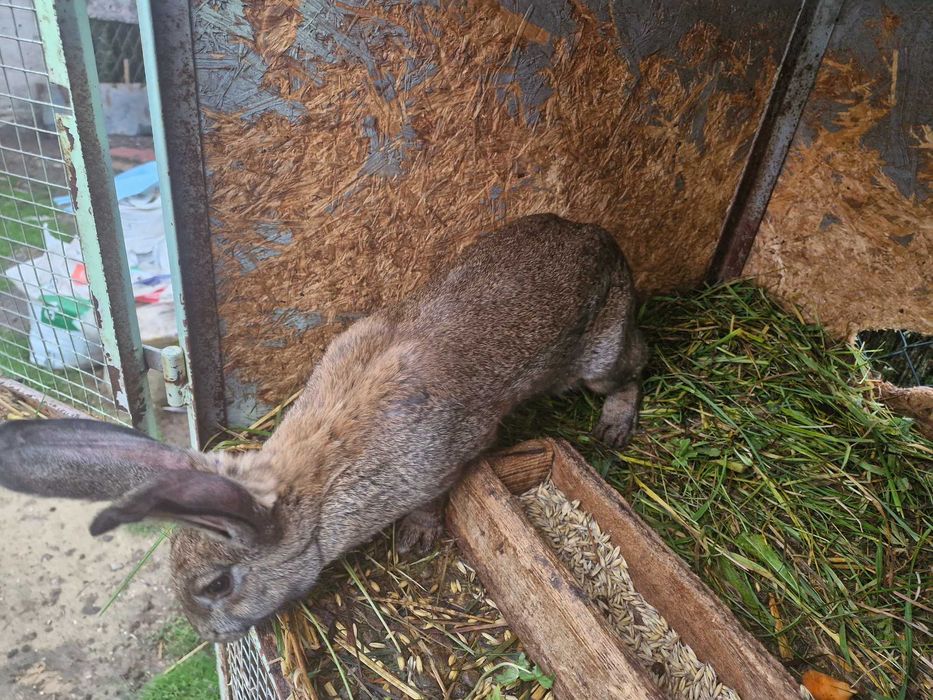 Mam do sprzedania króliki