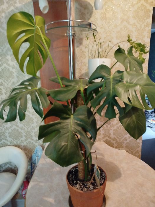 Monstera Deliciosa, szczepka