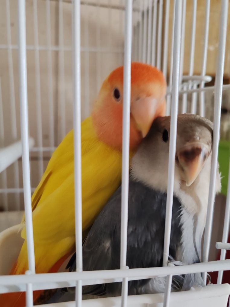 Agapórnis domesticados