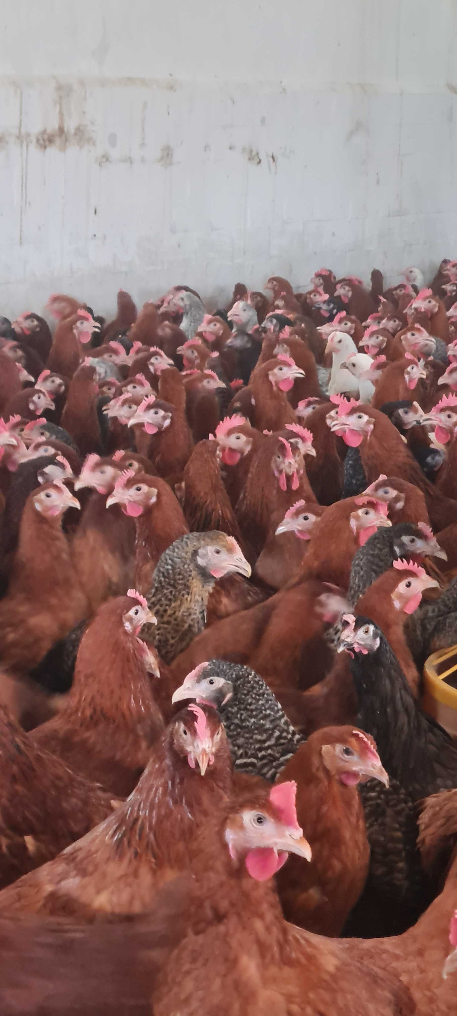Kury NIOSKI rossa messa sussex leghorn senny i inne ! Zapraszam !