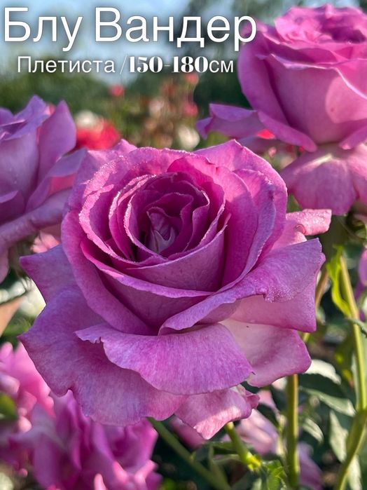 Саженцы плетистых роз, Паркові троянди