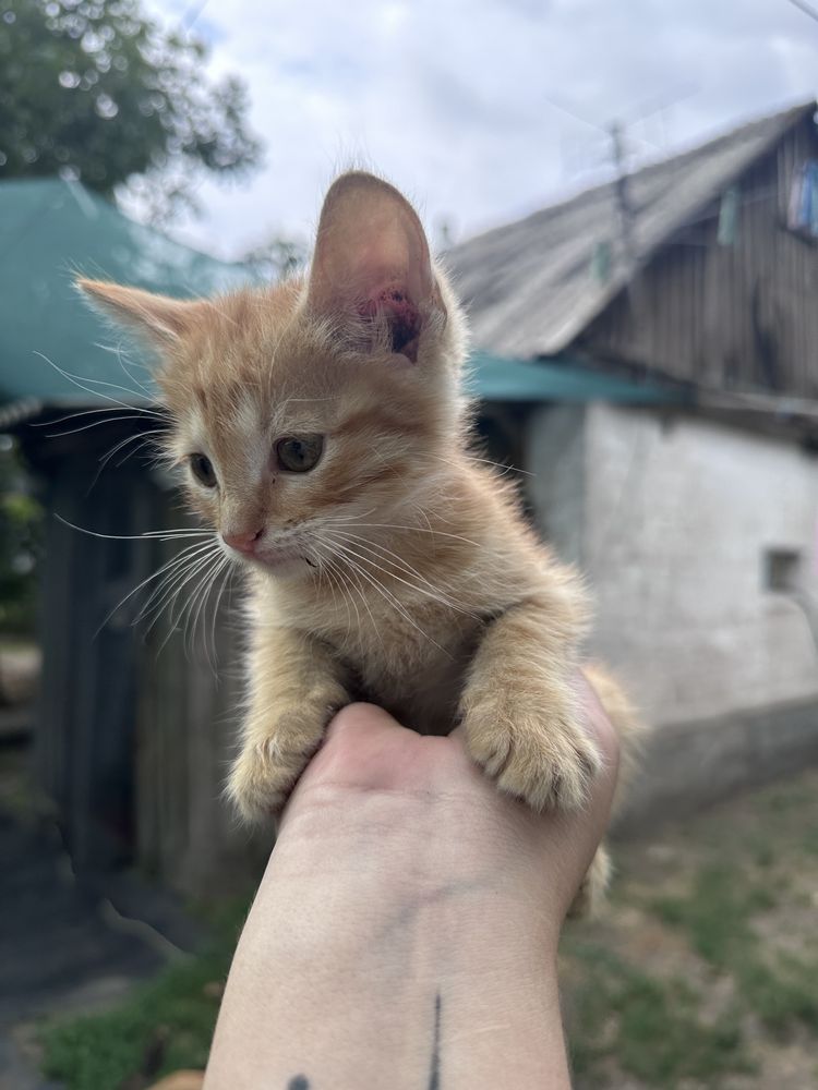 кошенята у добрі руки