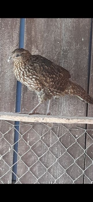 Witam sprzedam bażanty tragopan tyminek