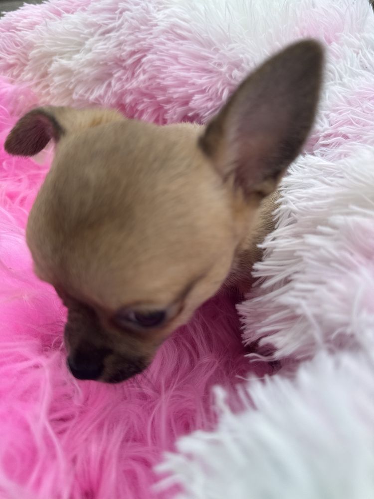 Chihuahua piesek