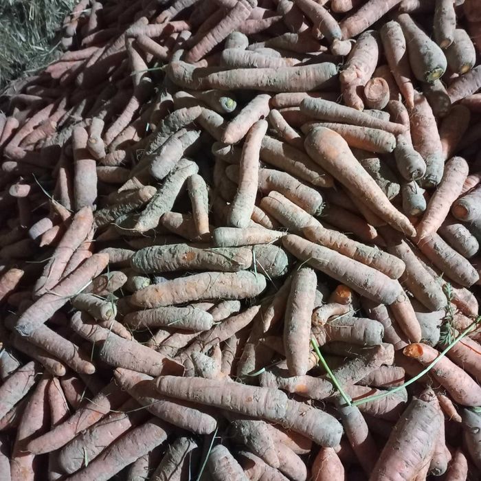 Marchew marchewka duża ilość 1zł/kg