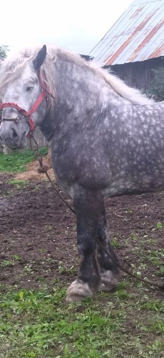 Sprzedam ogiera pkz jak na zdjeciu