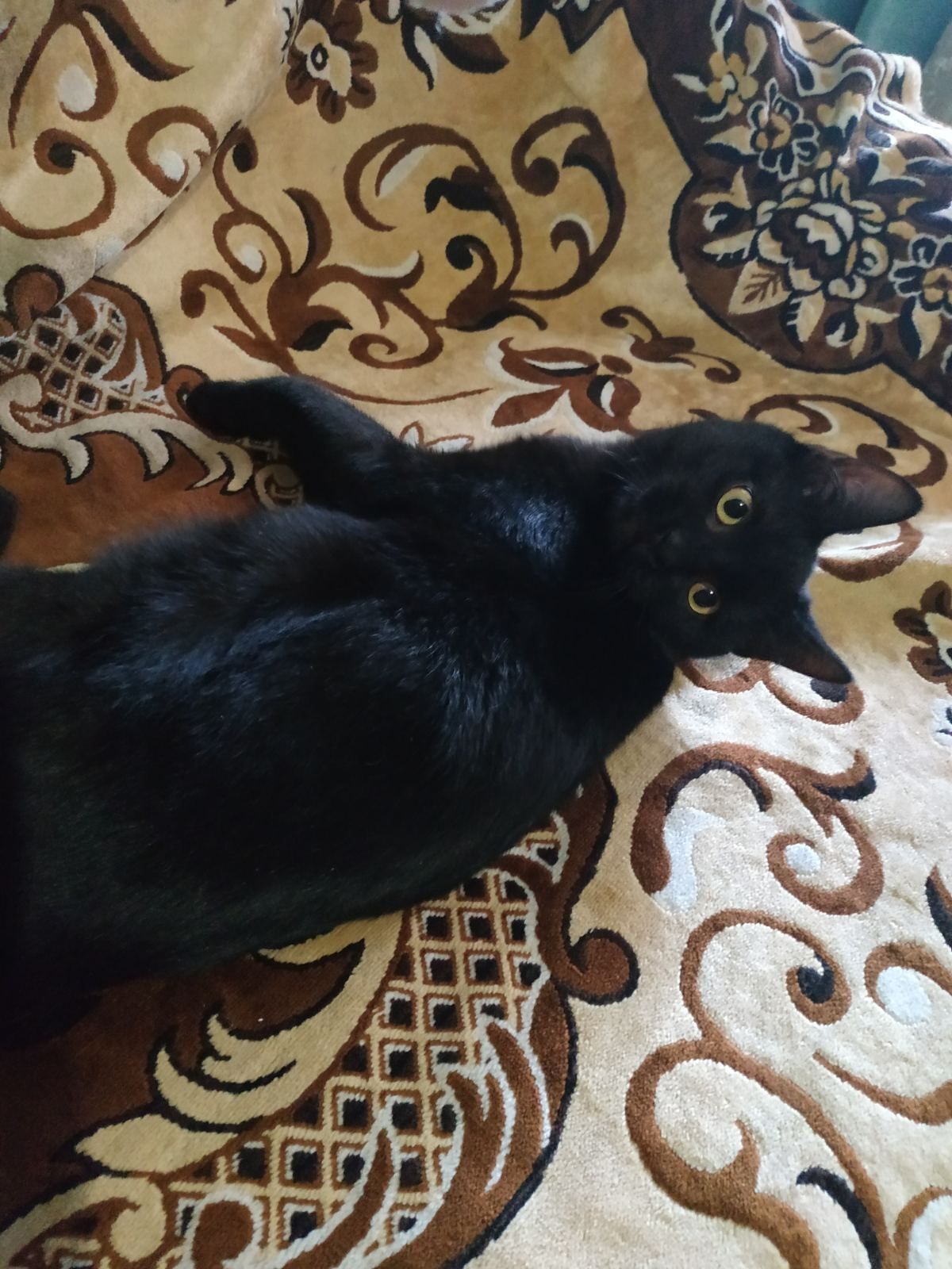 Чорне кошеня (хлопчик) 6 міс