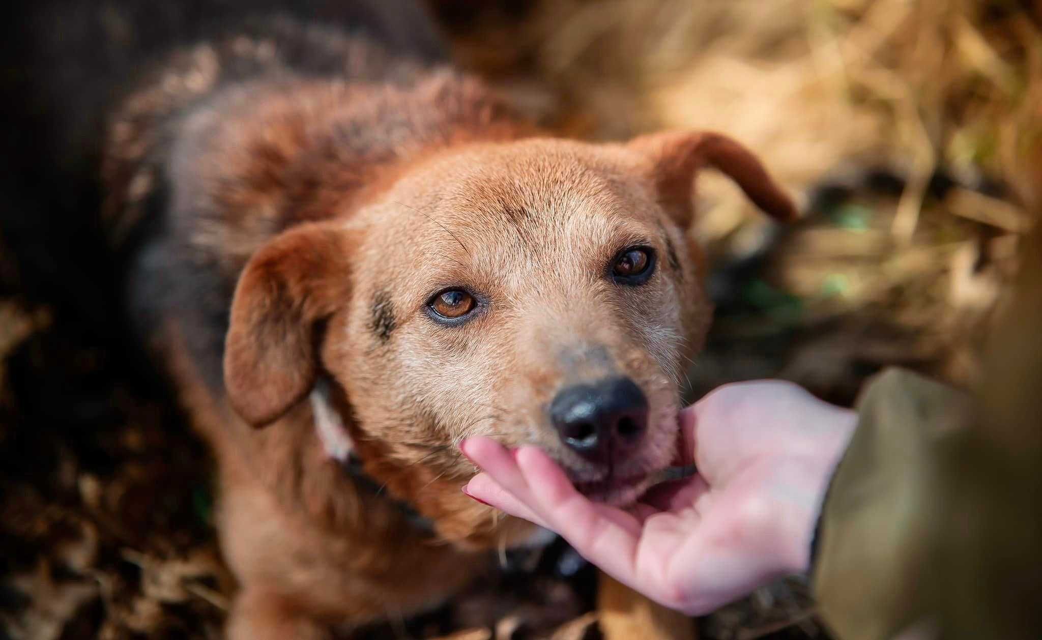 Boguś - super grzeczny pies szuka doma! adopcja ze schroniska