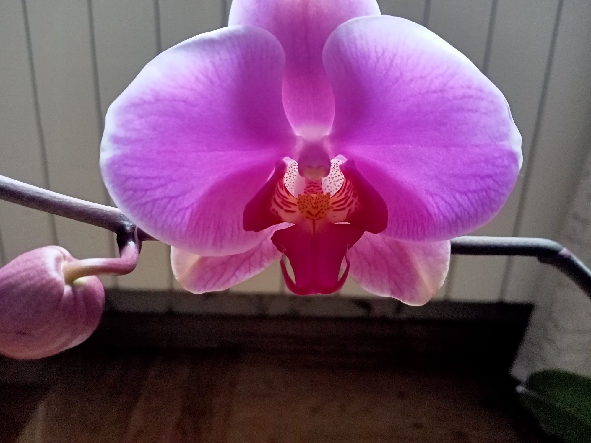 Орхидея фаленопсис, домашняя