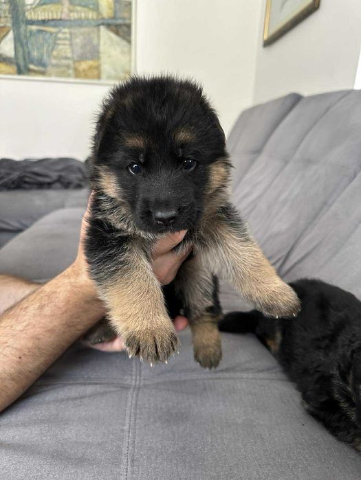 Owczarek Niemiecki suczka szczeniak ZKwP FCI po Zwycięzcy SG1 Słowacji