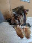 Yorkshire Terrier mini