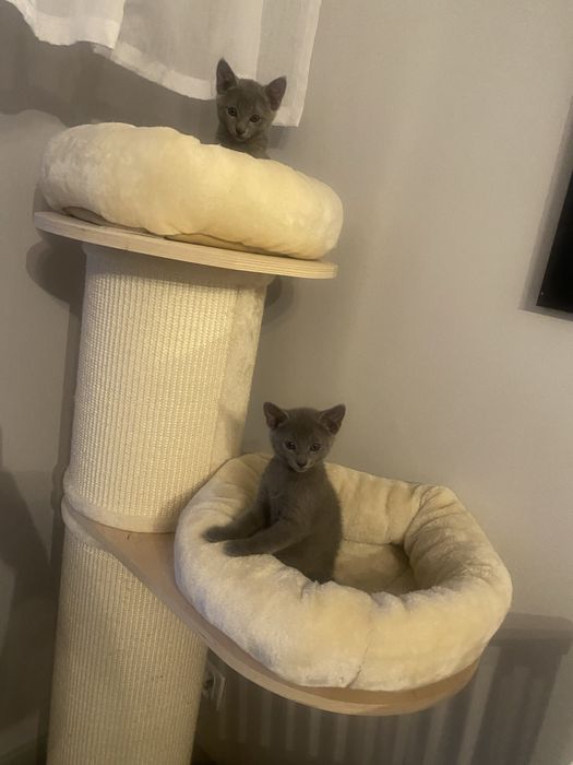 Kocurek Rosyjski Niebieski