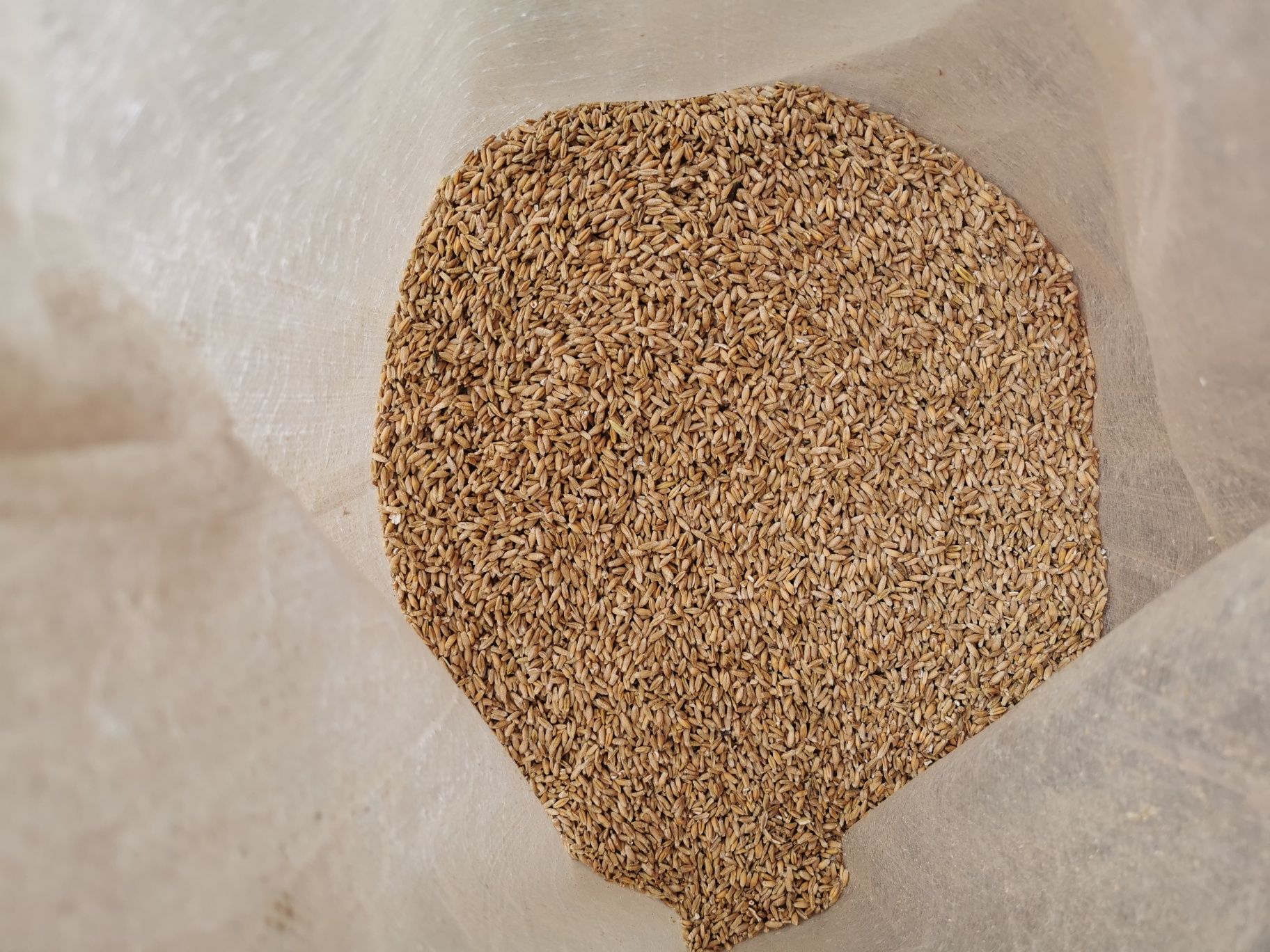 Triticale para alimentação animal