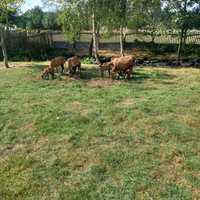 Owce i baranki kameruńskie