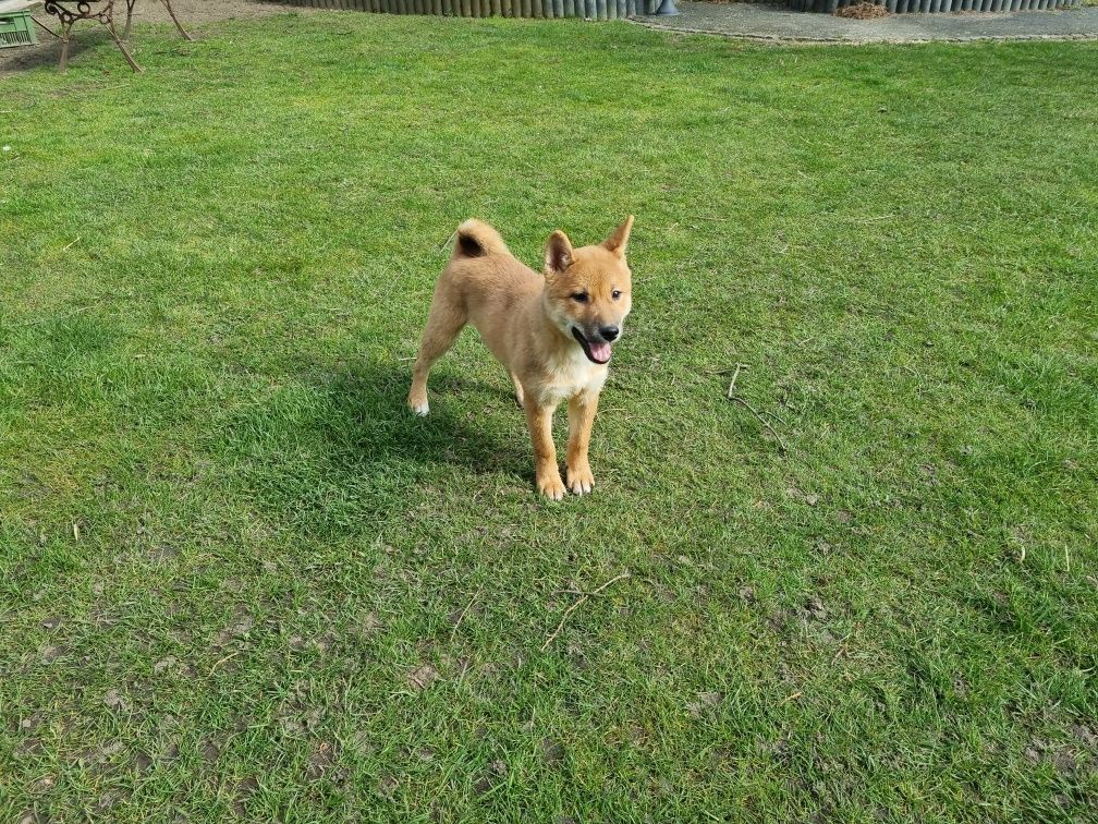 Shiba inu piesek