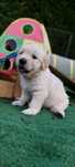 Golden Retriever FCI, piesek