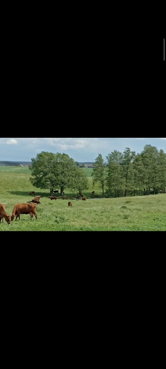 Byczki RP, czerwona polska na rozpłodnika