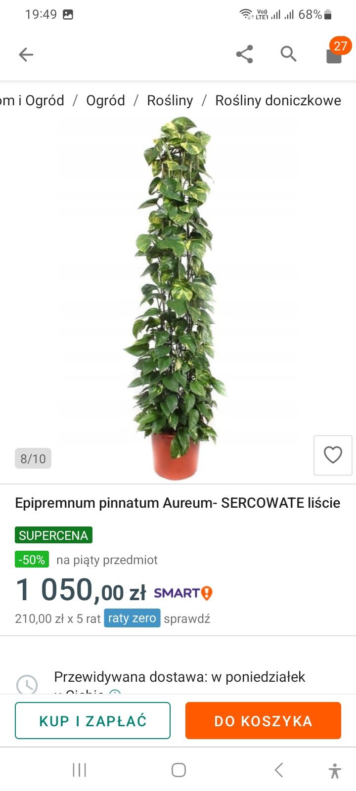 Sprzedam kwiatka Epipremnum pinnatum Aurenn