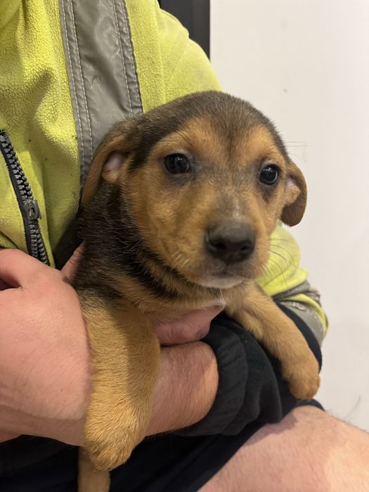 Szczeniaczki do dodania