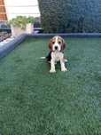 Beagle Tricolor LOP