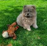 Chow chow FCI cynamonowy piesek