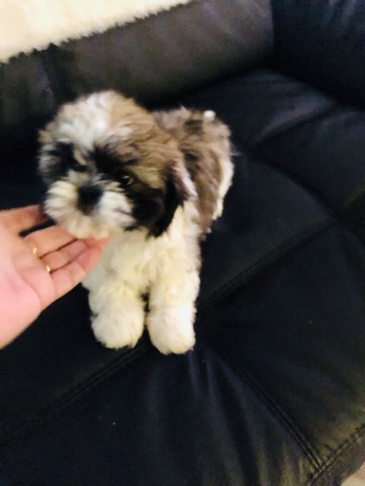 Shih tzu szczeniaczek