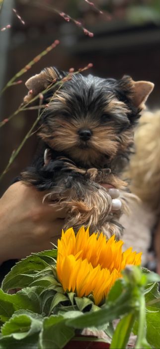 Malutkie Yorkshire Terrier FCI