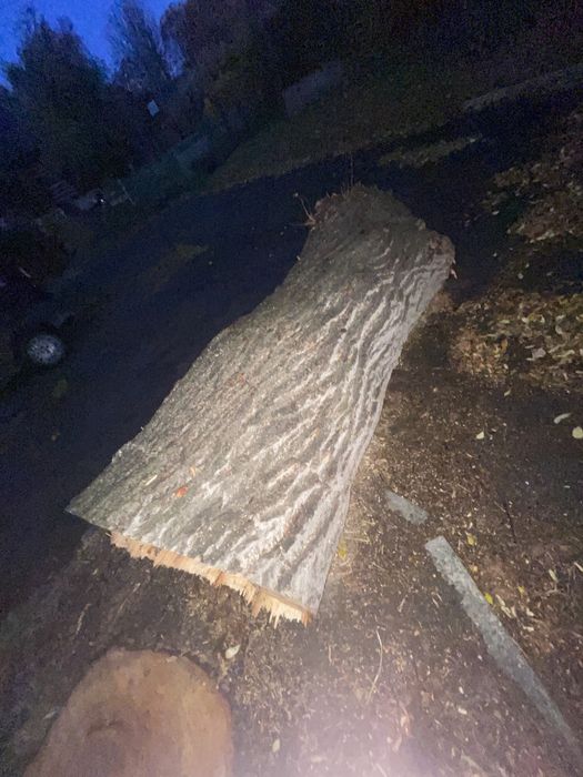 Kloc lipy kłoda lipa 2,5m długa zdrowa