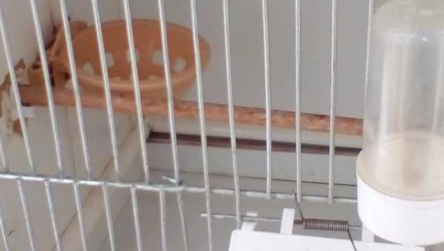 Regał dla kanarków z kanarkami / lub sam regał /