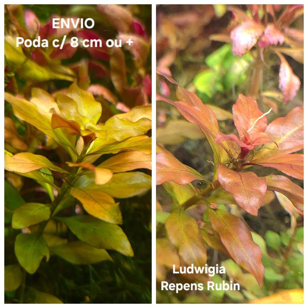 Lote 35 Plantas - 13 Espécies c/ Anubia