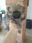 Szpic miniaturowy pomeranian