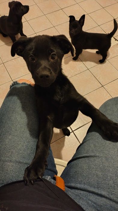 Oddam pieska za darmo