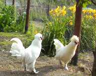 Sprzedam koguty Sułtan, Ketawa, Zielononóżka i Marans