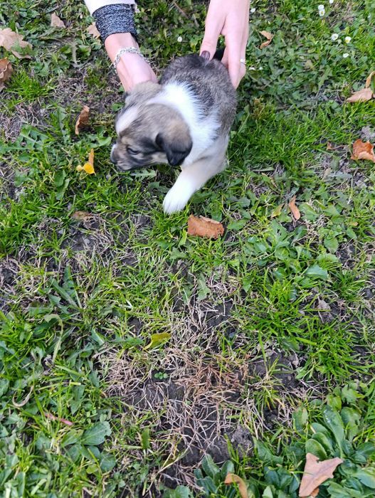 Oddam pieski w dobre ręce za darmo