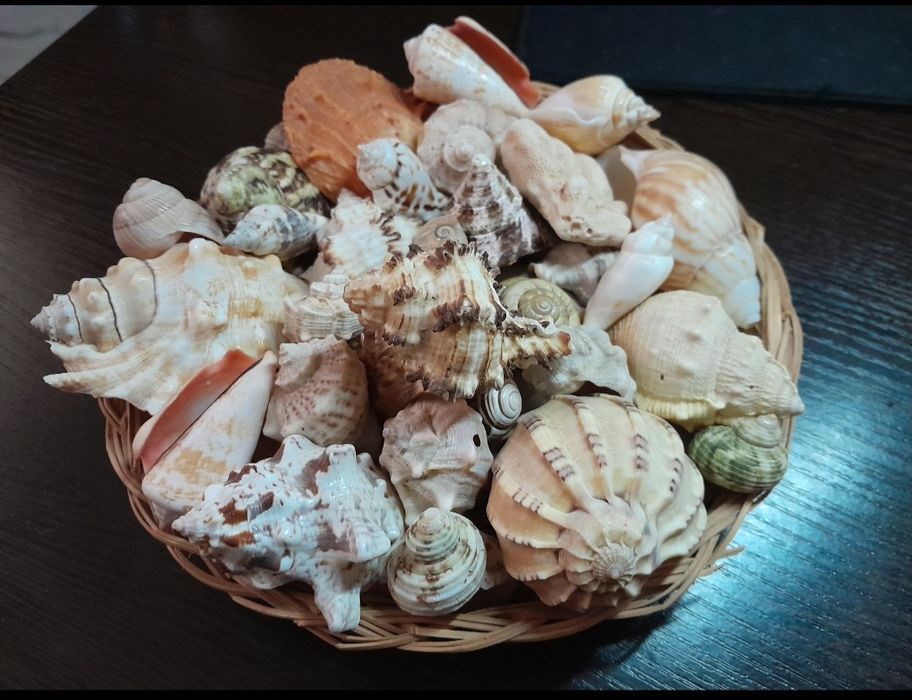 Морські мушлі ракушки