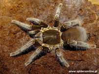 Hysterocrates Gigas  samica