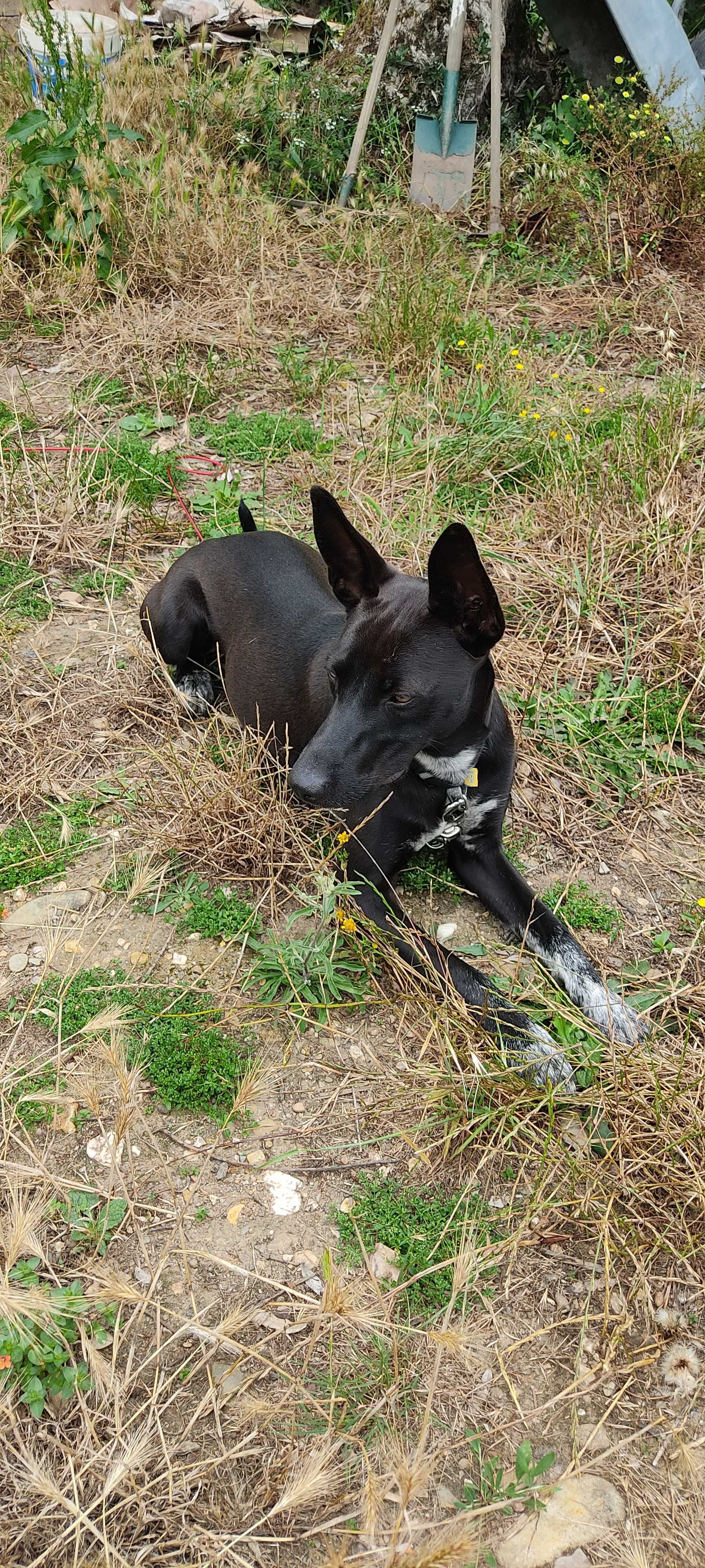 Procura-se um lar amoroso para cão adotivo.