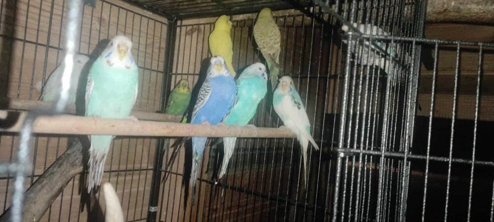 Papugi faliste 40 zl / szt